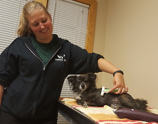 Large version of smiling woman brushing dog up for adoption on top of a table with an Andis deshedder at the Wisconsin Humane Society